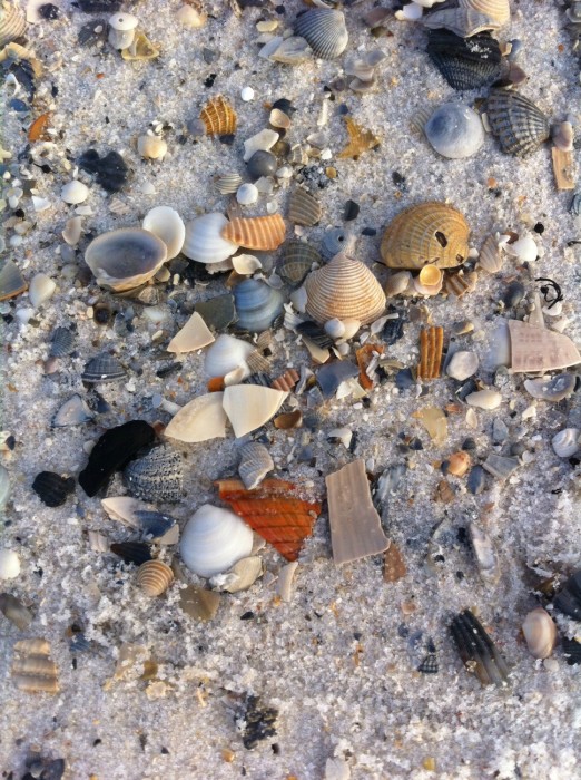 Tons of shells on the beach