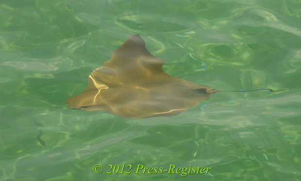Sting Rays at Gulf State Park Pier